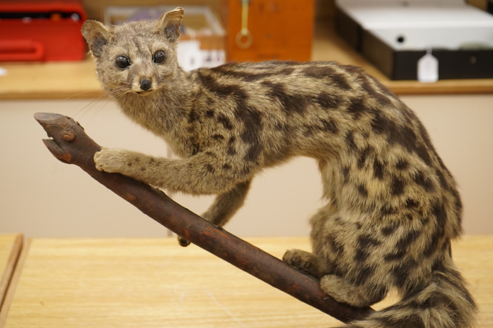 A taxidermy ganet mounted on a branch, 37cm high, base 34.5cm wide
